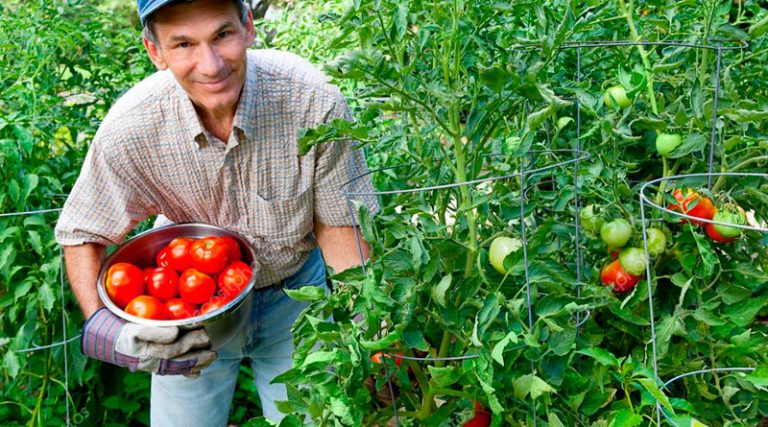 Hoy se conmemora el Día Nacional del Agricultor y Empresario Agrícola