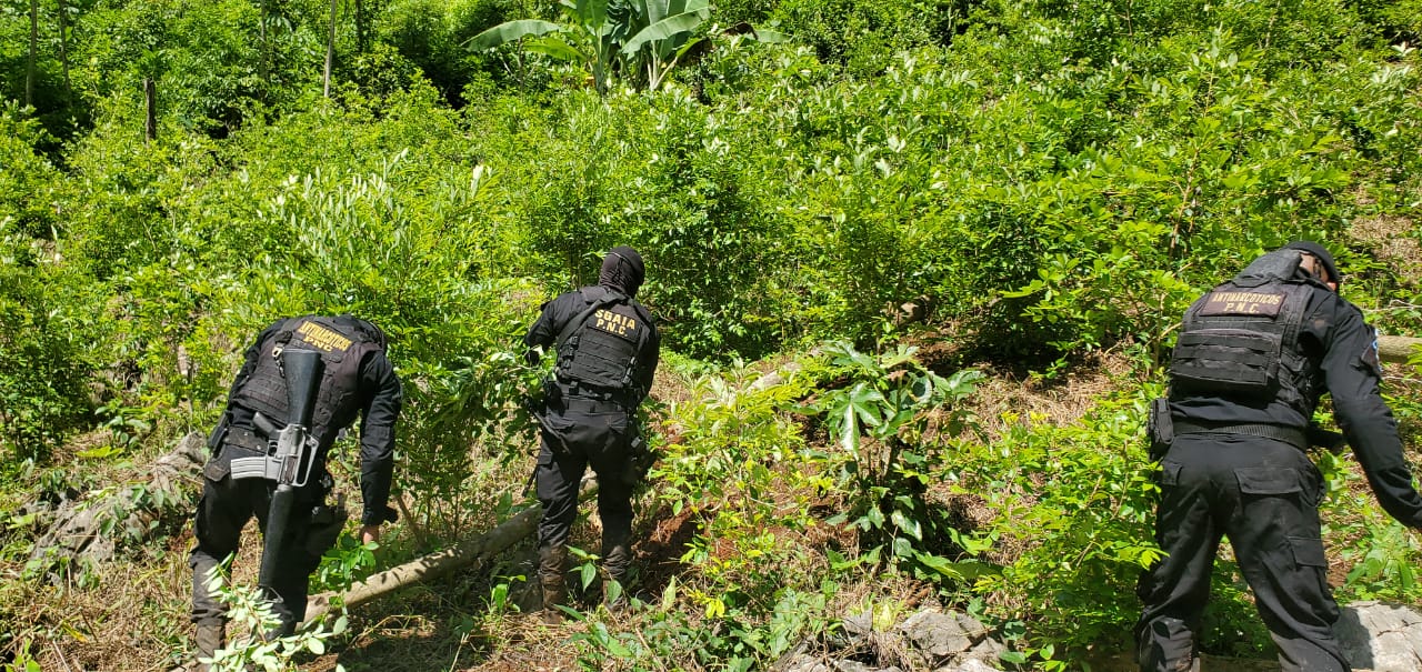 Erradicación de plantaciones en Alta Verapaz. /Foto: PNC