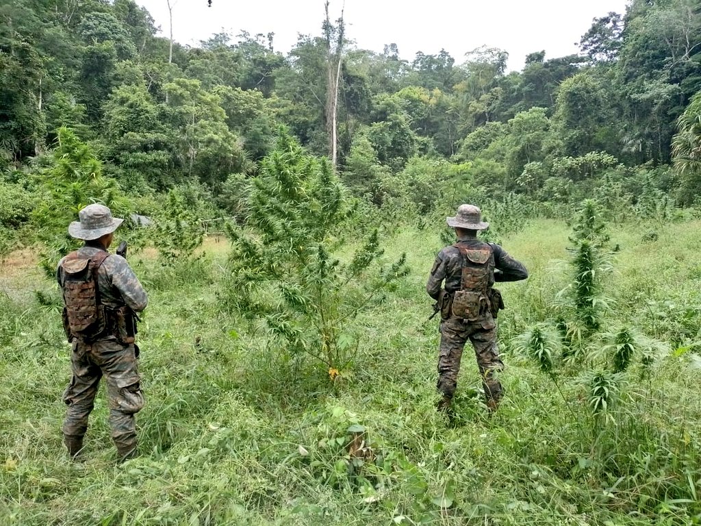 Fuerzas de tierra del Ejército localizan plantaciones de marihuana en Petén
