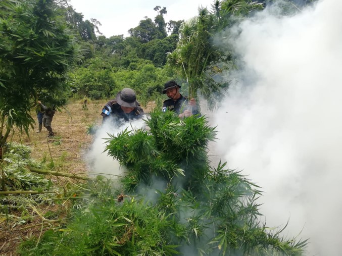 Destruyen plantas de marihuana con valor superior a 42 millones de quetzales