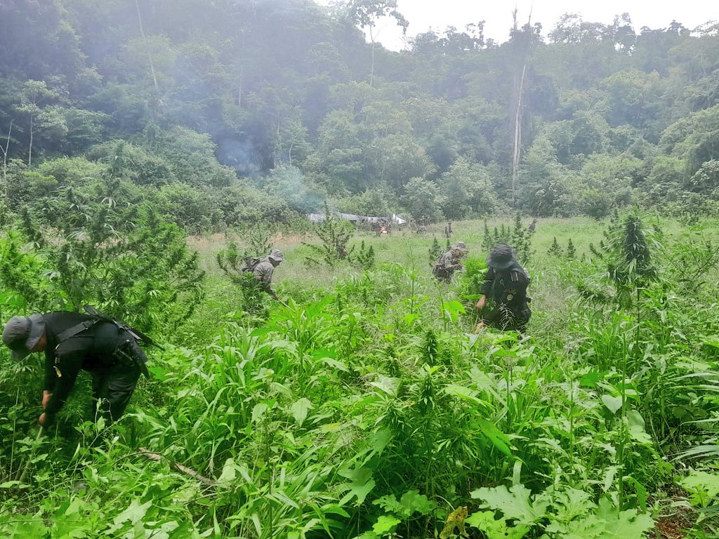 Erradican más de 112 mil plantas de marihuana en Petén