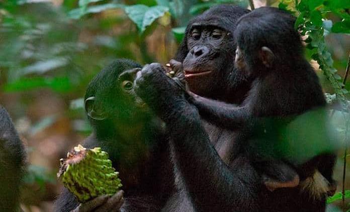 Cambio climático y deforestación pueden sacar a los primates de los árboles