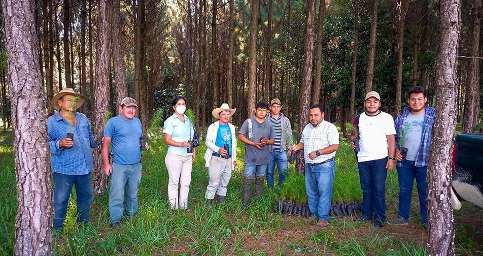 MAGA contribuye al desarrollo forestal en Petén