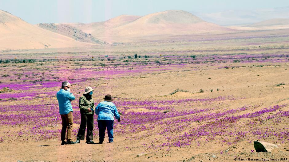 Desierto más árido del mundo, en el norte de Chile, vuelve a florecer