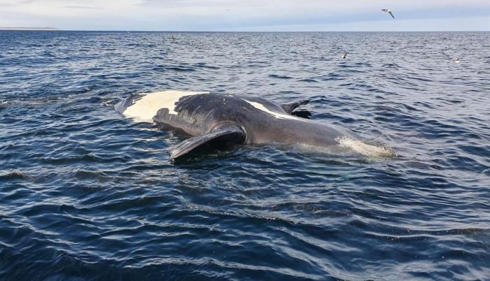 Suben a 14 las ballenas muertas en Argentina en poco más de una semana