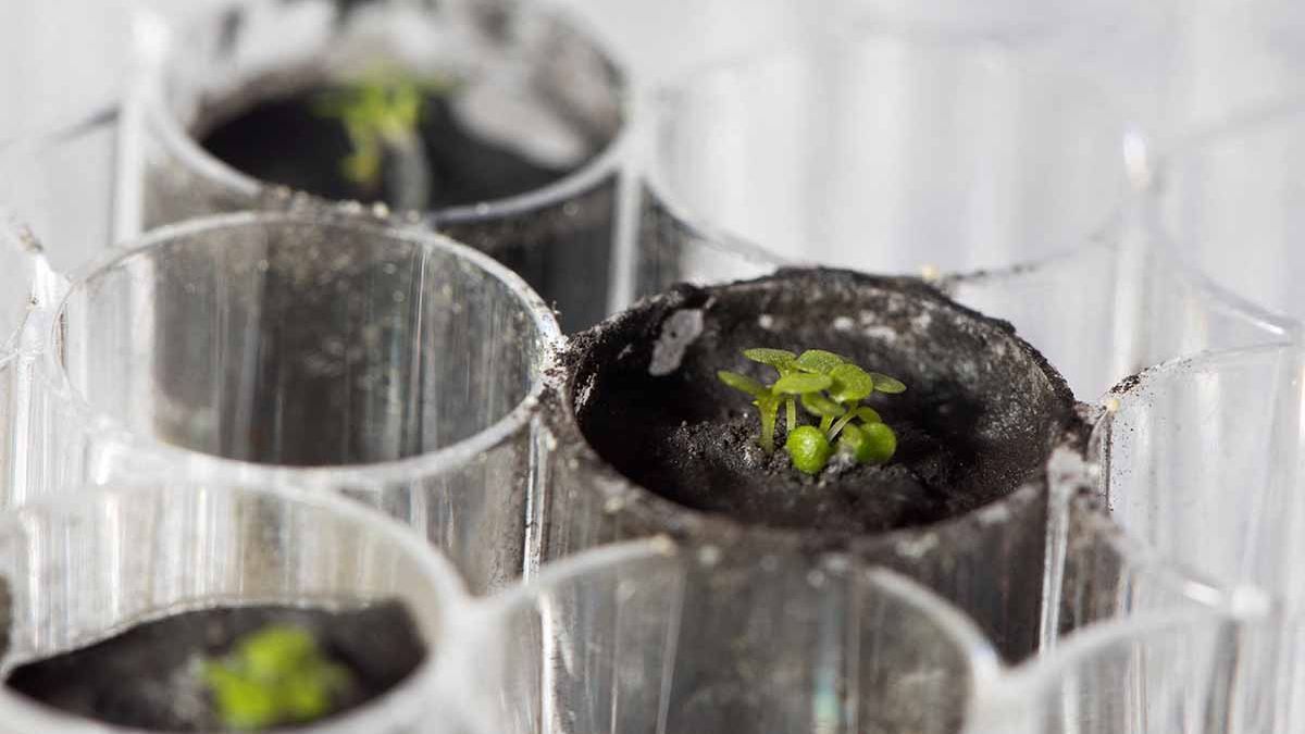 Científicos australianos buscan cultivar plantas en la Luna a partir de 2025