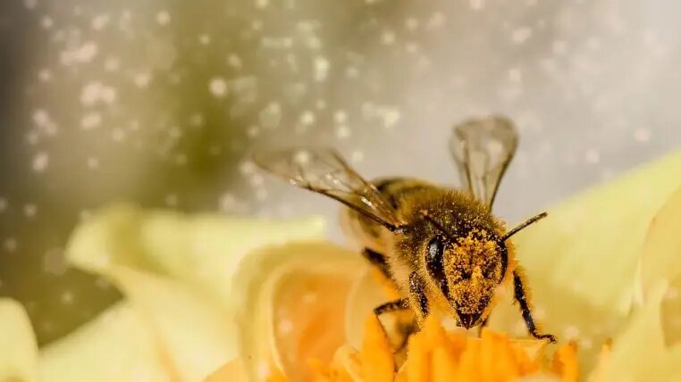 Abejas aumentan la carga eléctrica atmosférica