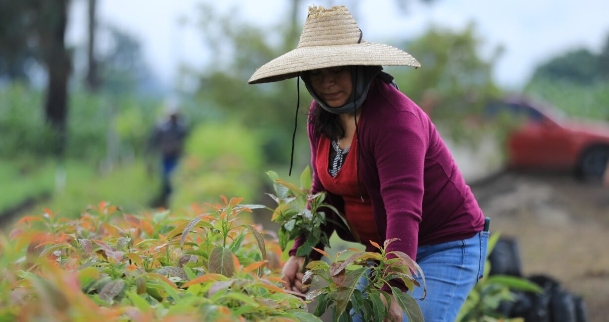 Proyectos productivos para el desarrollo de la mujer rural