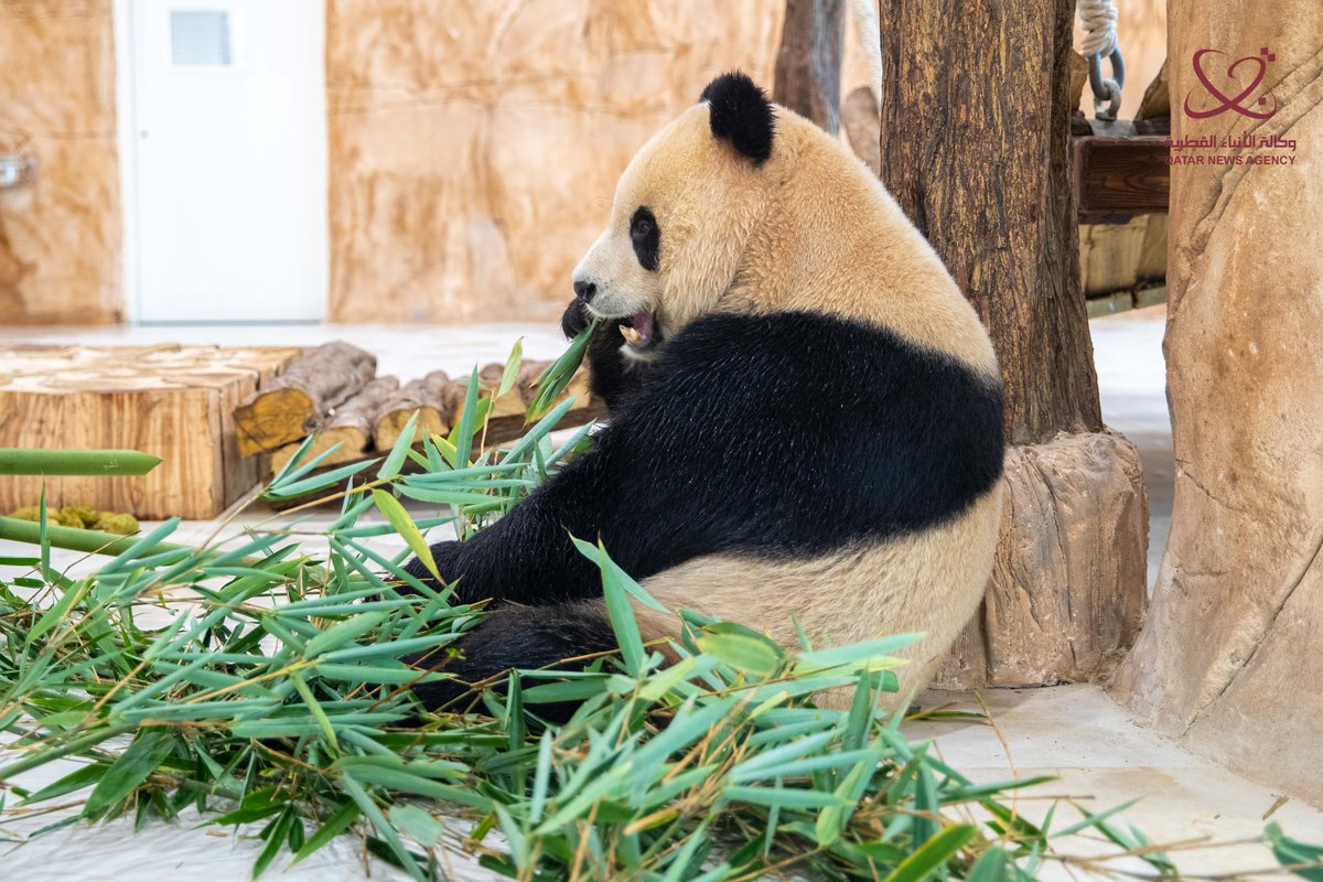 Catar se convierte en primer país de Medio Oriente con pandas gigantes