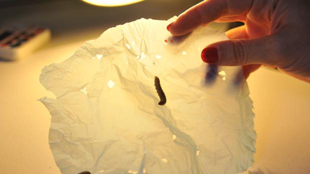Saliva del gusano de la cera es capaz de degradar el plástico