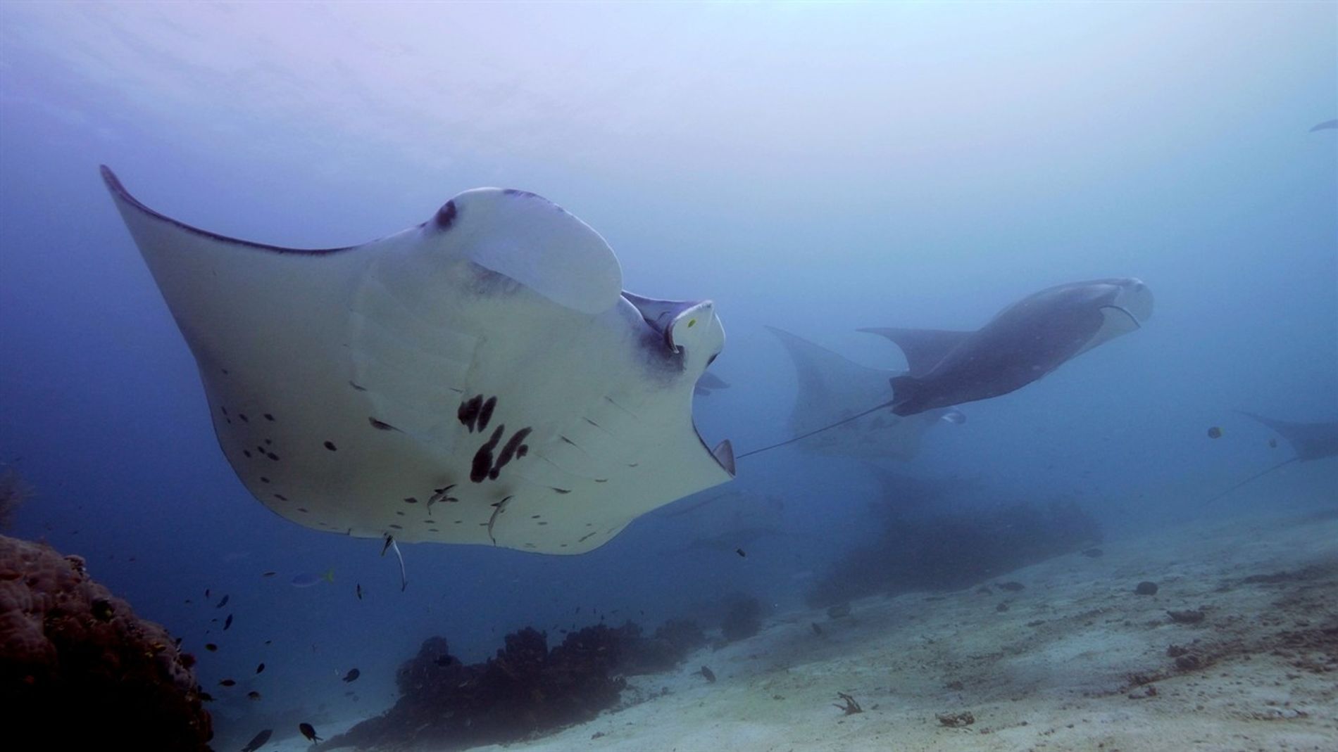 Costa Rica aumenta medidas de protección de tiburones, rayas y pez sierra