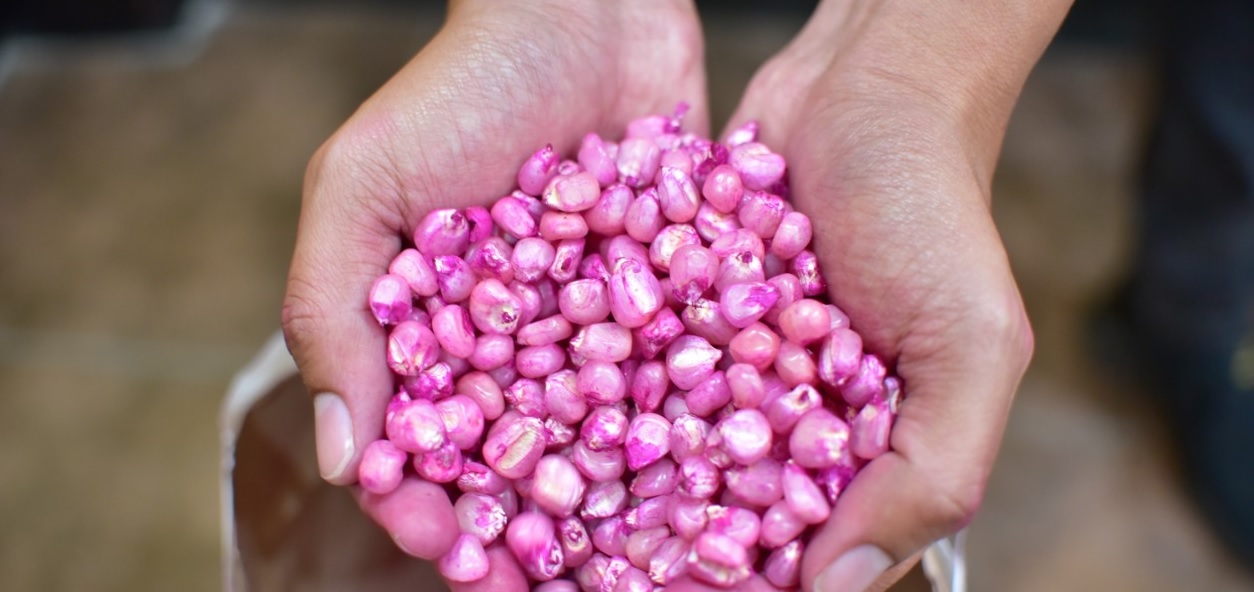 Pequeños productores afectados por fenómeno tropical recibirán semilla de maíz fortificado