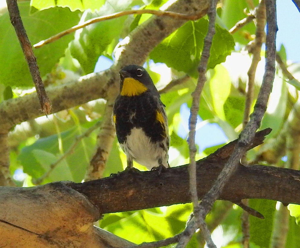 Buscan crear 100 áreas en América Latina para preservar 200 especies de aves