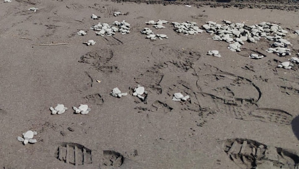 Liberan más de 5 mil tortugas marinas en Comando Naval del Pacífico