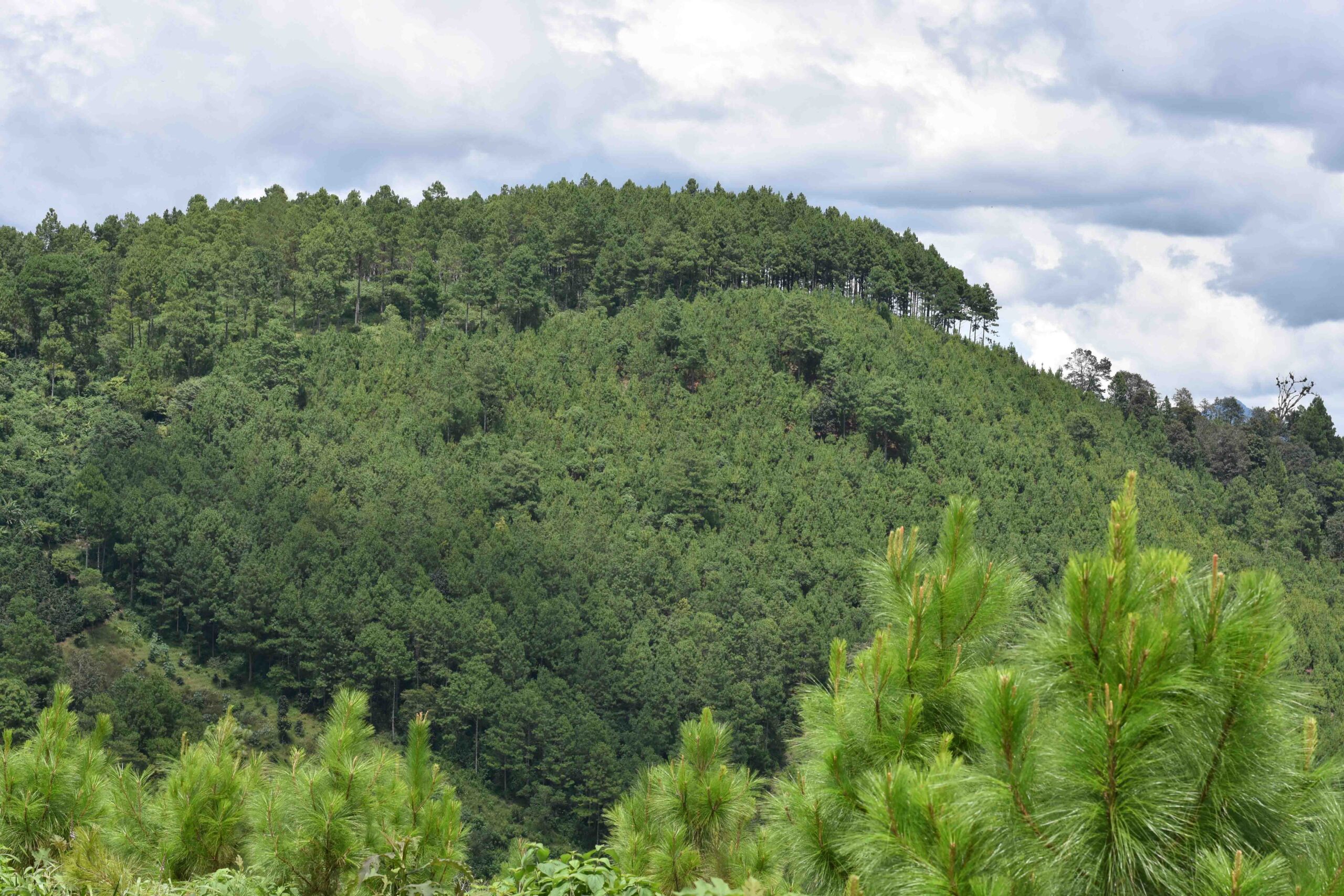 Lanzan campaña para prevenir plagas e incendios forestales
