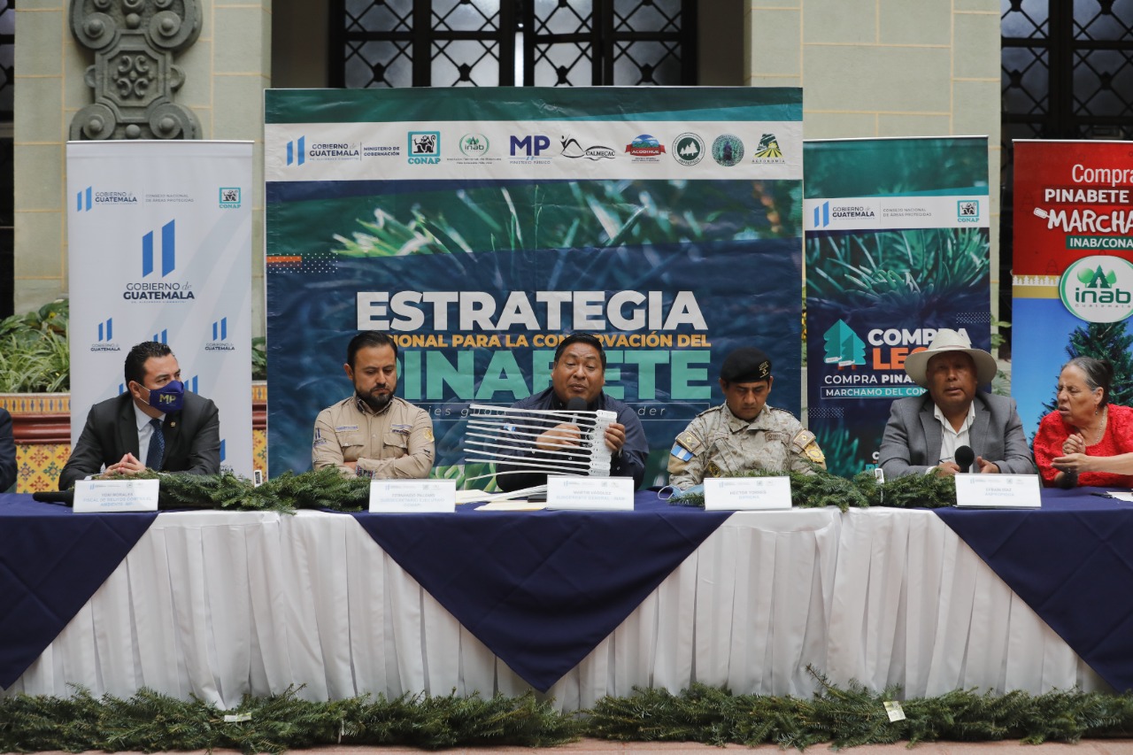 Lanzan campaña de control y conservación del pinabete en la temporada navideña 2022