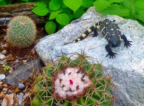 animales