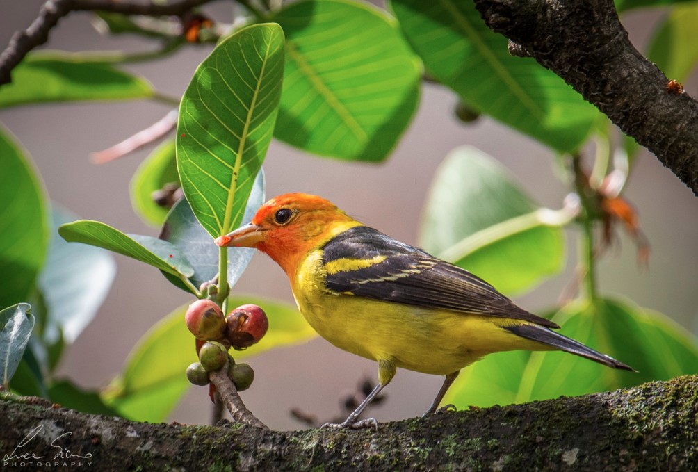 Apoyan conmemoración del Día Mundial de las Aves Migratorias