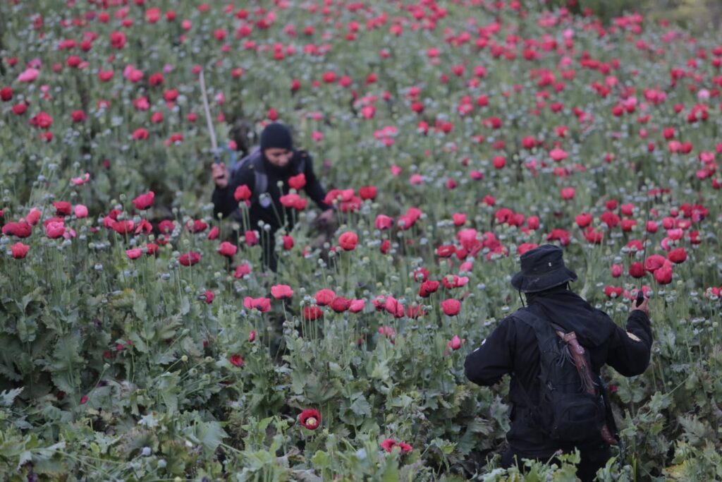 Autoridades destacan la erradicación de más de 2 mil millones de ilícitos