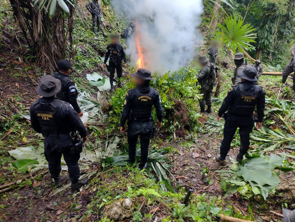 Erradican más de 70 mil arbustos de hoja de coca en Petén