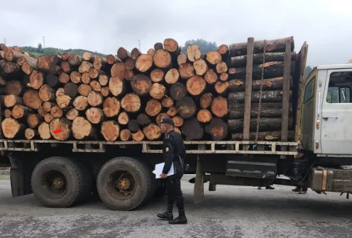 Reportan capturas y decomisos en operativos de resguardo de flora y fauna