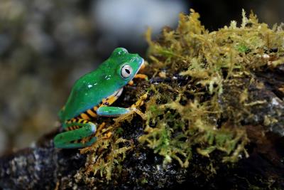 Descubren una nueva especie de anfibio