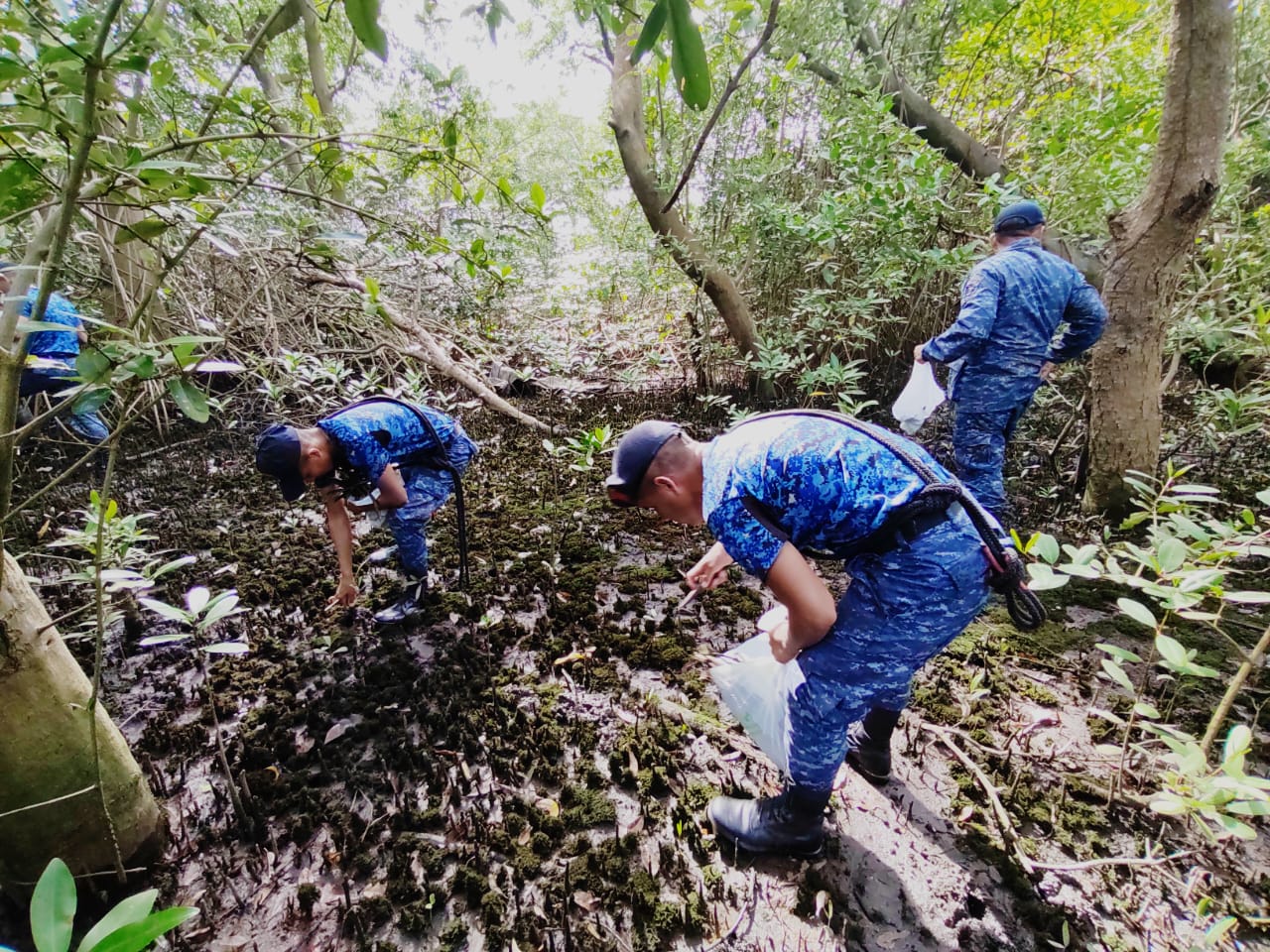 Reforestan con mangle reserva natural de Monterrico