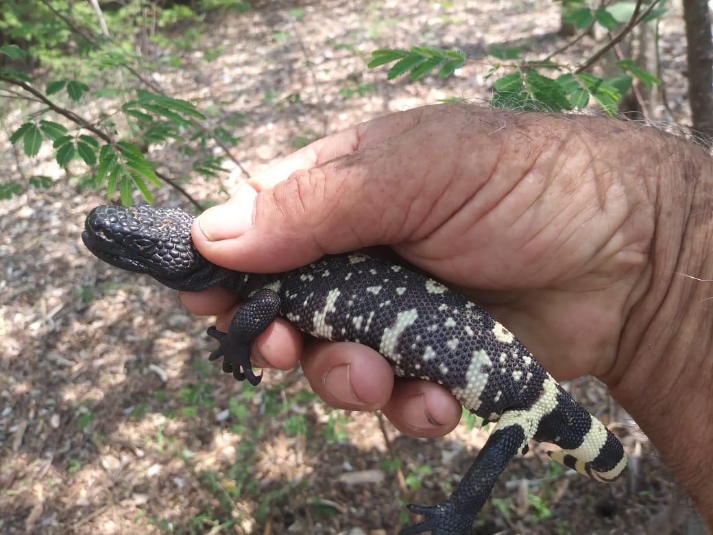 Concientizan sobre la importancia de la conservación de los reptiles