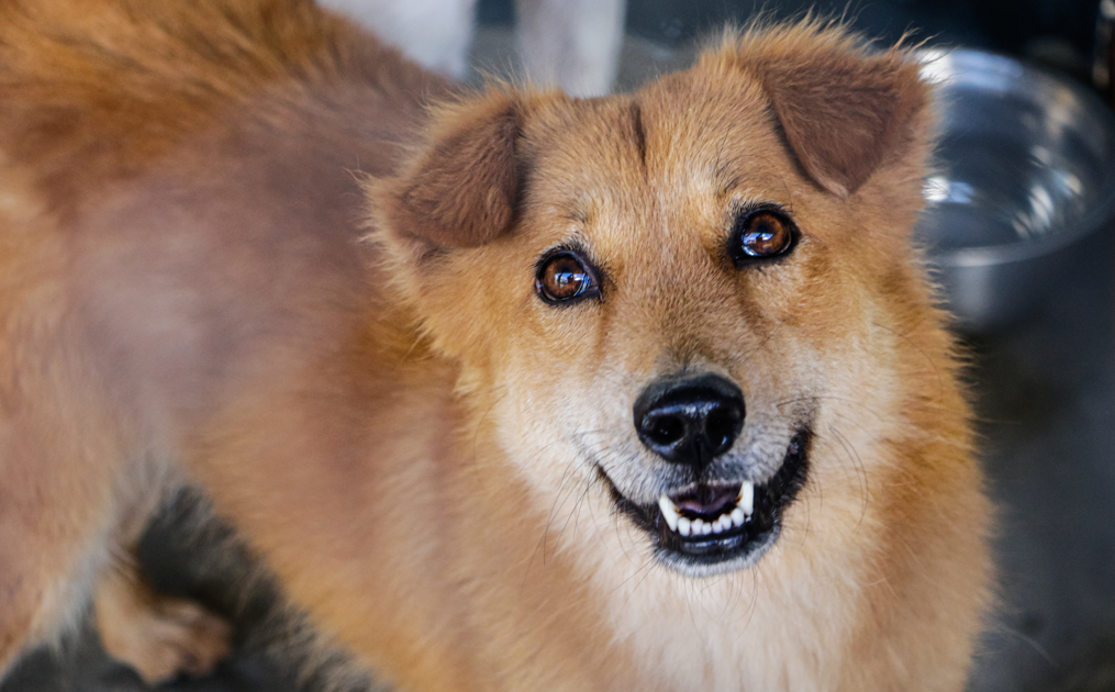 Vacunación antirrábica asegura el bienestar de la familia y las mascotas. /Foto: MSPAS