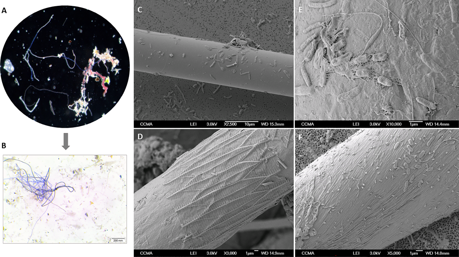 Microfibras del Mediterráneo son el hogar de cientos de bacterias