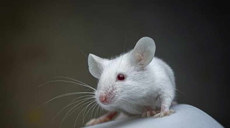 Las ratas captan el ritmo de la música y mueven la cabeza con él