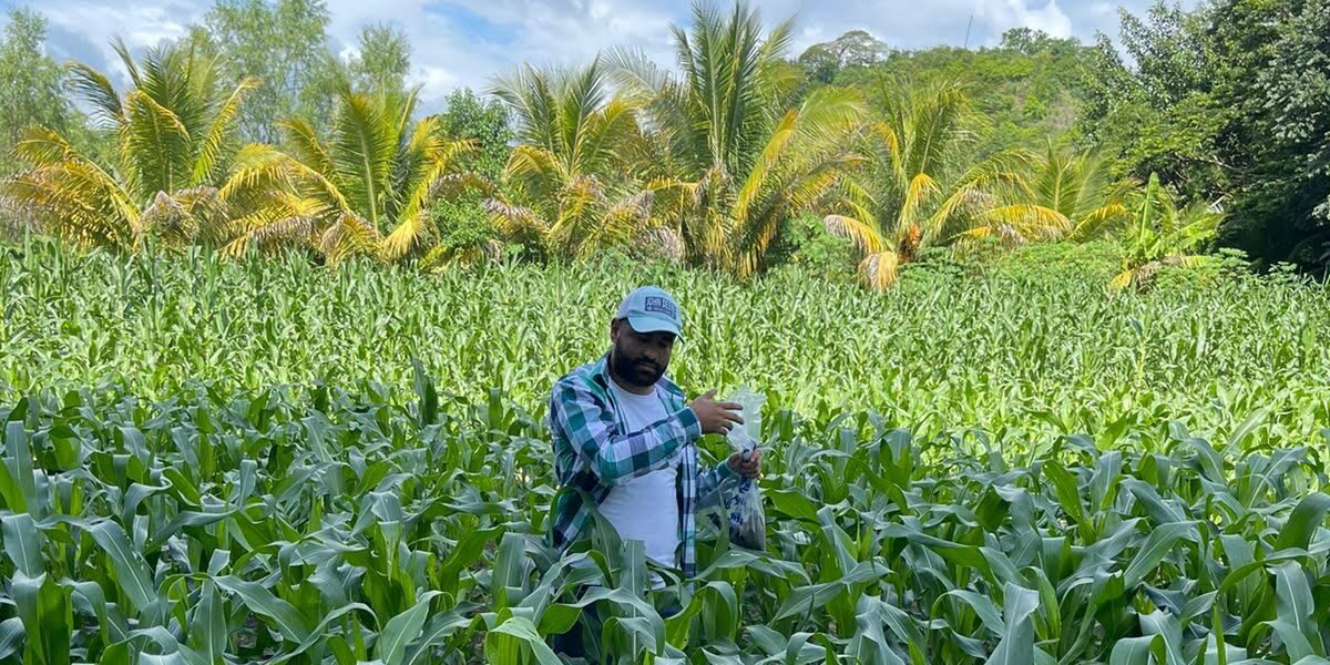 Zacapa: MAGA trabaja en la prevención de plagas en cultivos