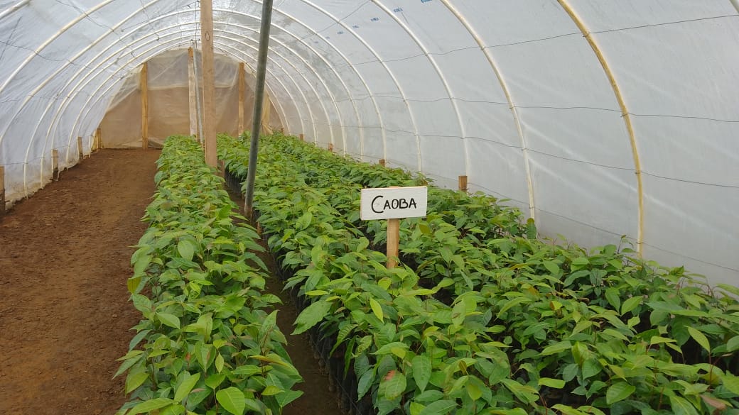 Inauguran vivero agroforestal municipal en San Pedro Carchá