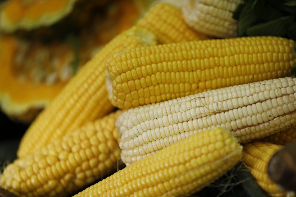 Aumentan contingentes arancelarios para 200 mil toneladas de maíz amarillo