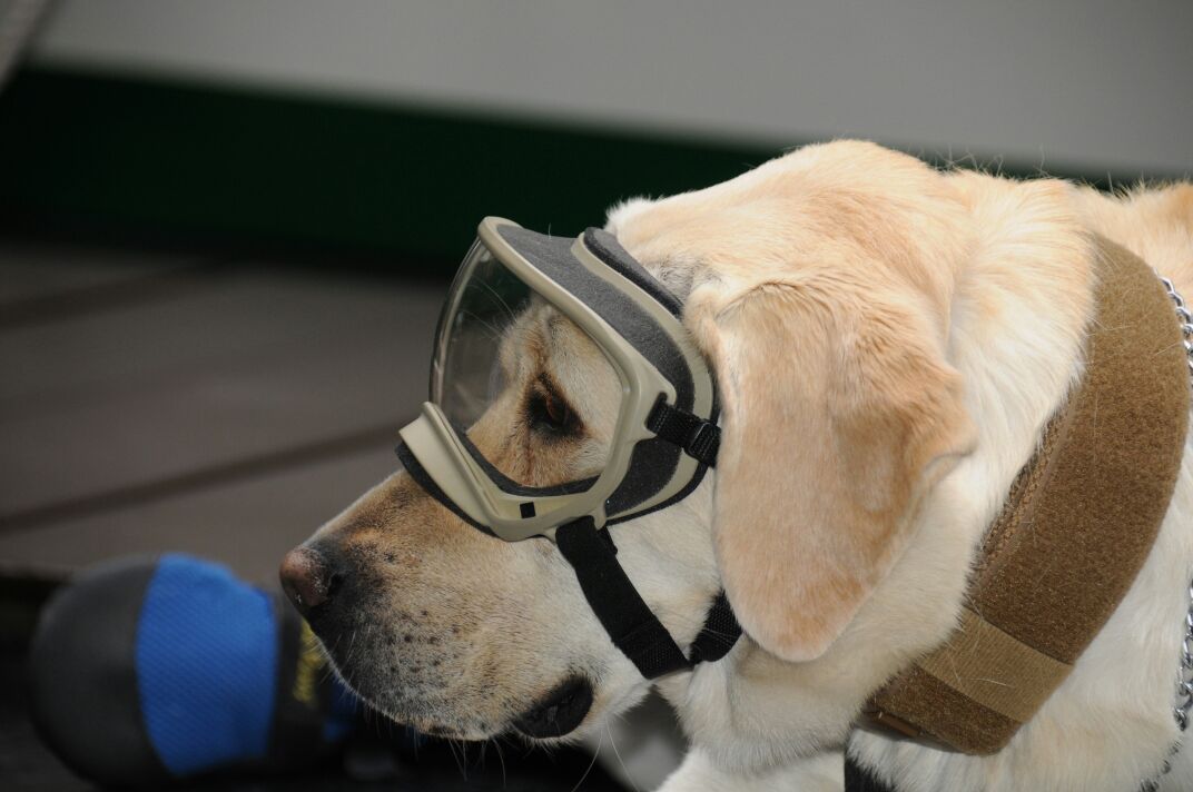 Despiden a la rescatista canina mexicana Frida