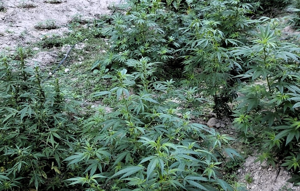 Lucha contra el narcotráfico logra erradicación de 18 millones de plantas ilícitas