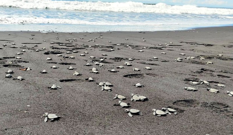 Efectúan liberación de tortugas marinas