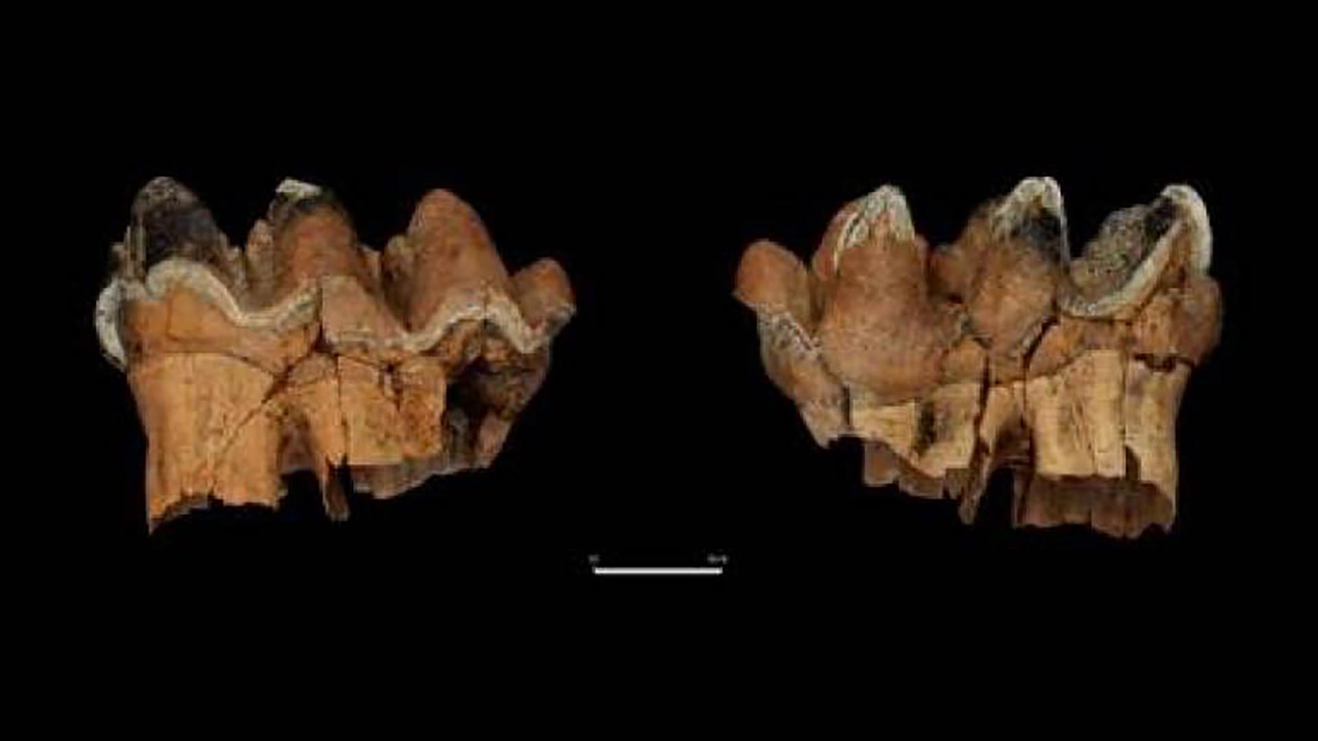 Hallan restos de elefantes de más de 12 mil años de antigüedad en Chile