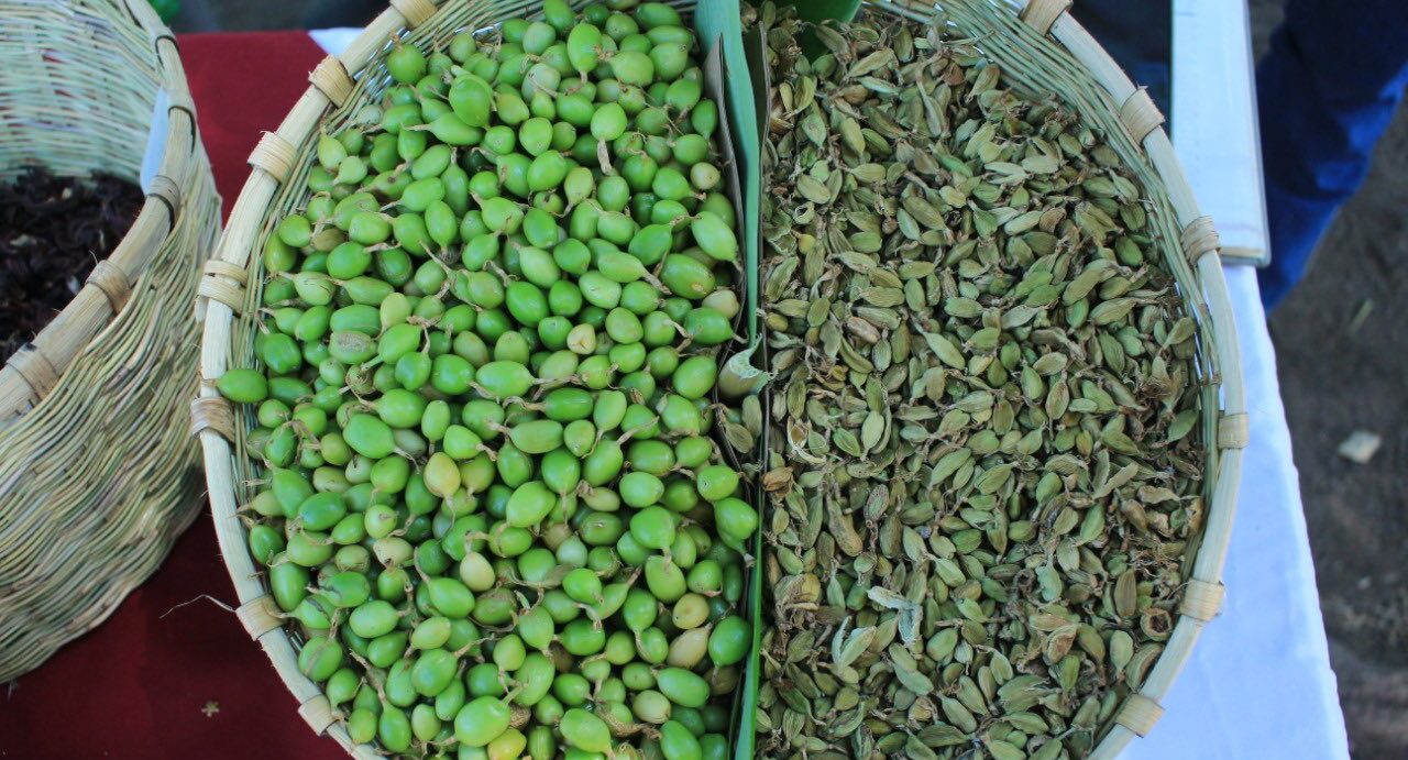 Proyecto fortalece capacidades para el procesamiento del cardamomo