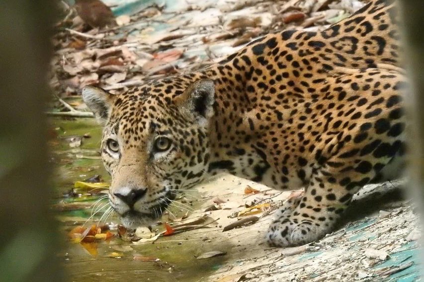 Celebran el día del mayor felino de Mesoamérica, el jaguar
