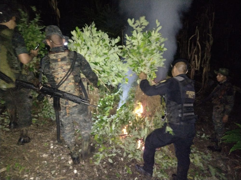 Localización y erradicación de arbustos de coca en Izabal.