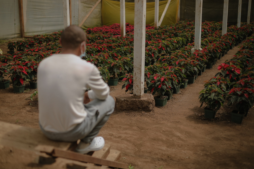 Jóvenes cultivan pascuas como parte de su proceso de reinserción