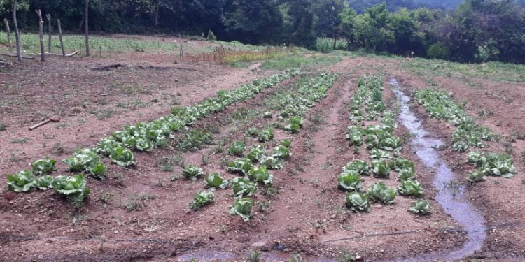 Zacapa fortalece su mesa técnica agroclimática departamental