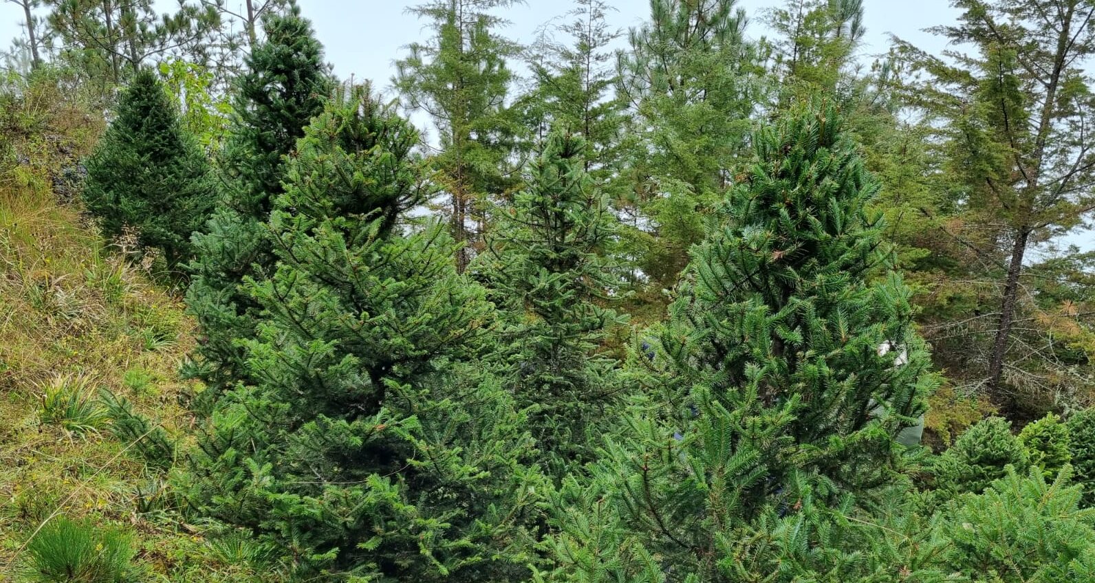 Huehuetenango prepara Feria del Pinabete 2022