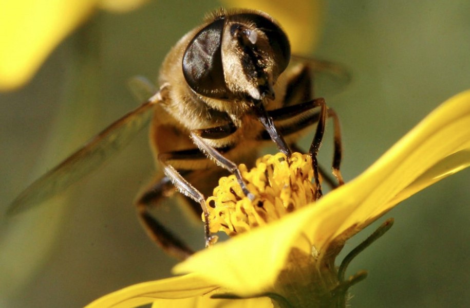 Las abejas de la Isla de Pascua se perfilan como la salvación del planeta