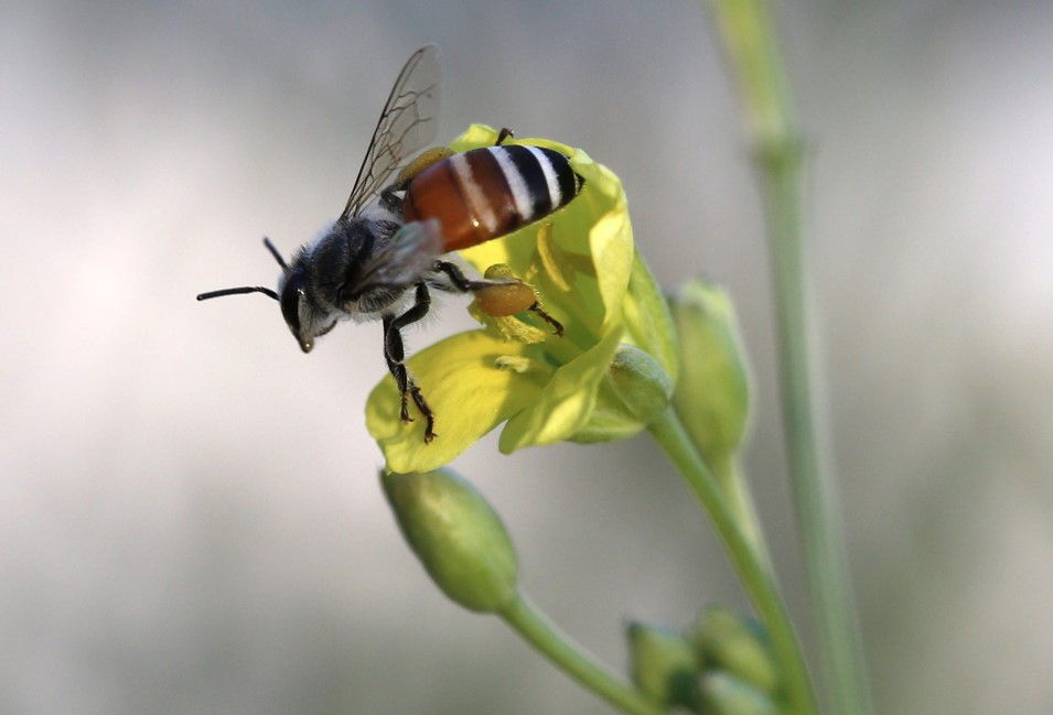 Las abejas viven hoy la mitad que hace 50 años