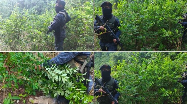 Suman más de 249 mil plantas de hojas de coca erradicadas en Alta Verapaz