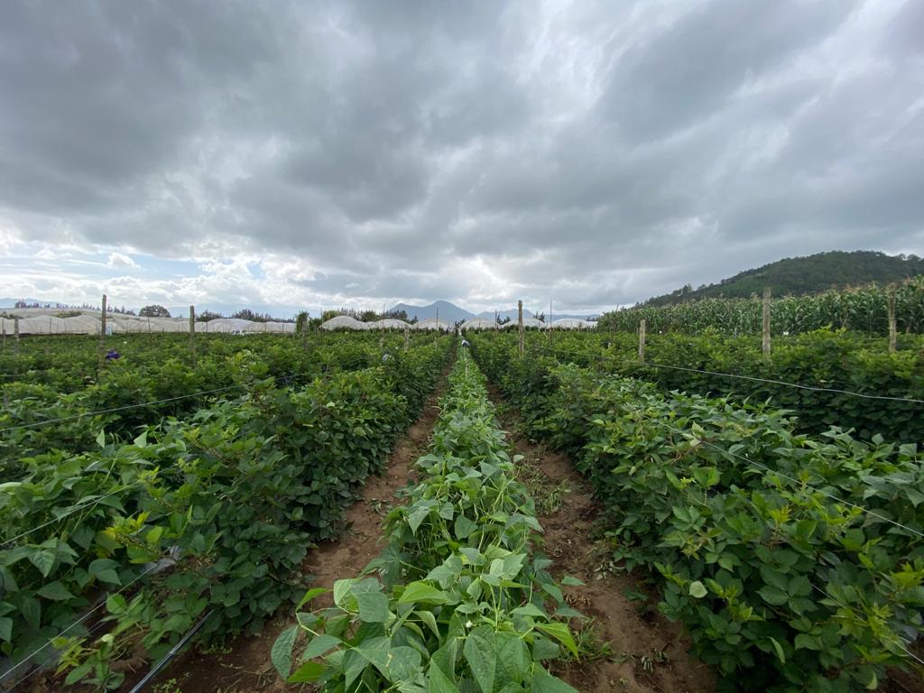 Seguro agrícola beneficia a más de 10 mil agricultores afectados por lluvias