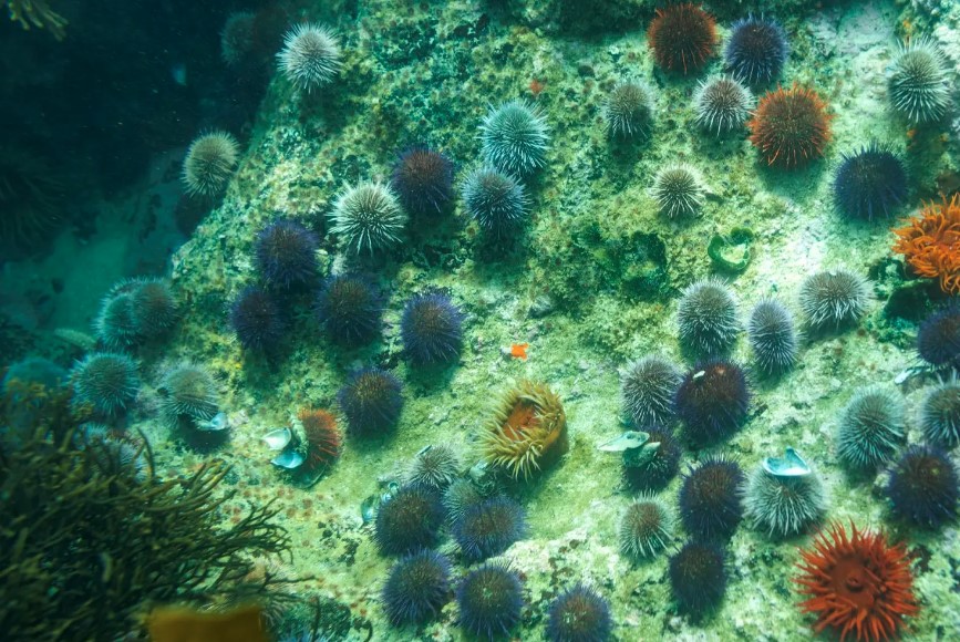Calentamiento amenaza a seres marinos que hacen sus caparazones con carbonato