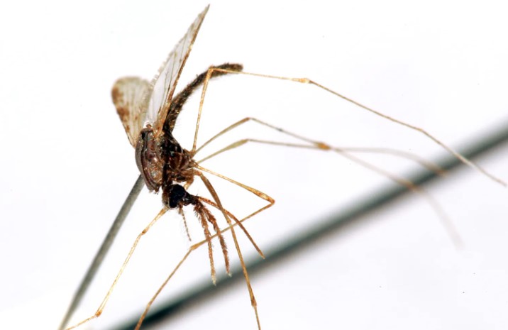 Fondo Global: cambio climático aumentará los casos de malaria y tuberculosis